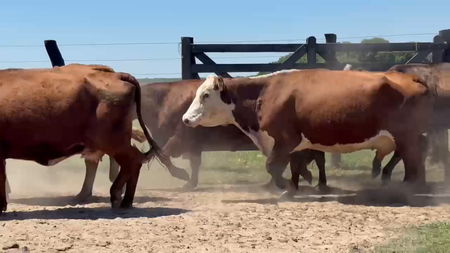 Lote 100 Vacas CUT con cría en Corrientes, Saladas