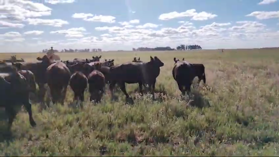 Lote 75 Terneras en Pehuajo