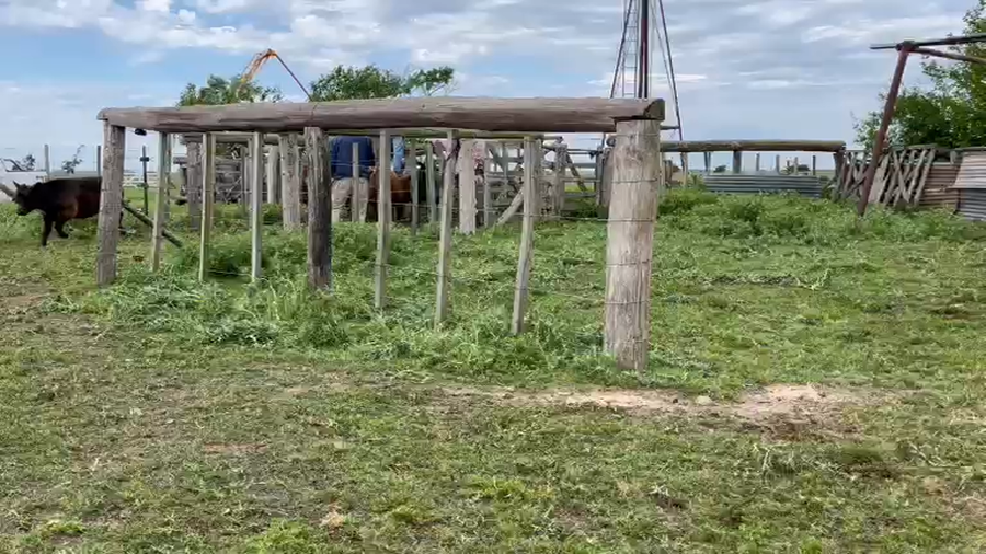 Lote 22 Terneros/as en Brandsen, Buenos Aires