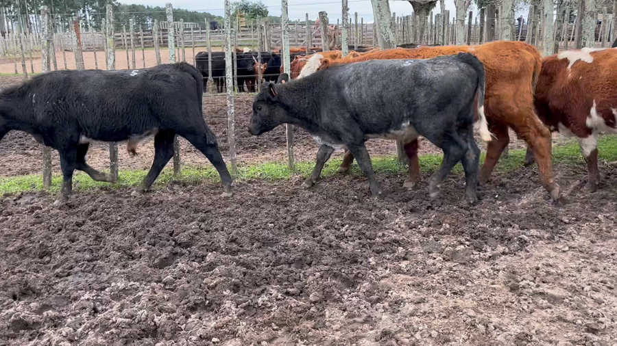 Lote 6 Novillos 1 a 2 años