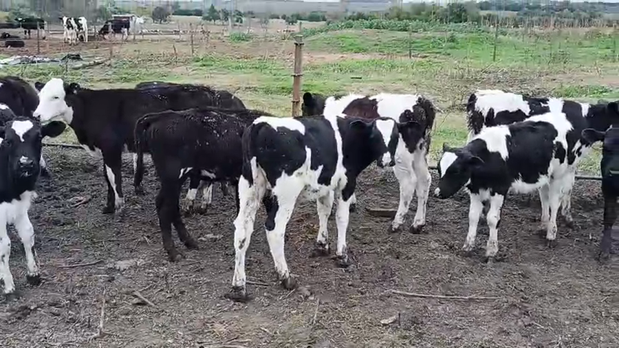 Lote 15 Terneros a remate en Pantalla Especial de Otoño 100kg - , San José