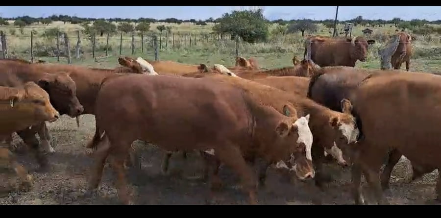 Lote 28 Terneros/as en Corrientes, Curuzú-Cuatiá