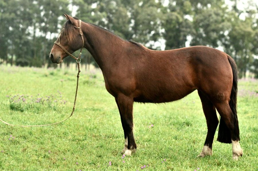 Lote Cañada Media Luna (RP 405) Cabaña "La Cañada"