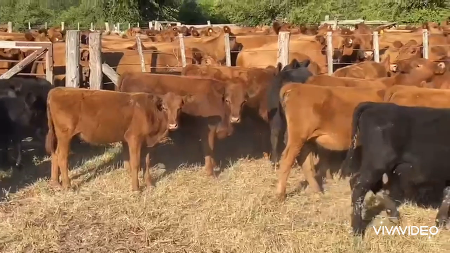 Lote 120 Terneras en Gral. Las Heras, Buenos Aires