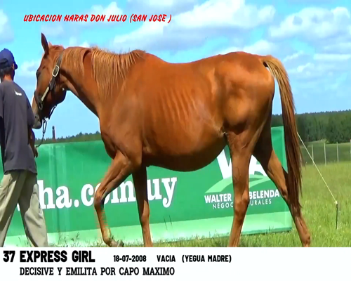 Lote EXPRESS GIRL