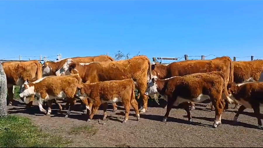 Lote (Vendido)14 Piezas de cría HEREFORD a remate en #37 Pantalla Carmelo en PUNTAS DEL PERDIDO