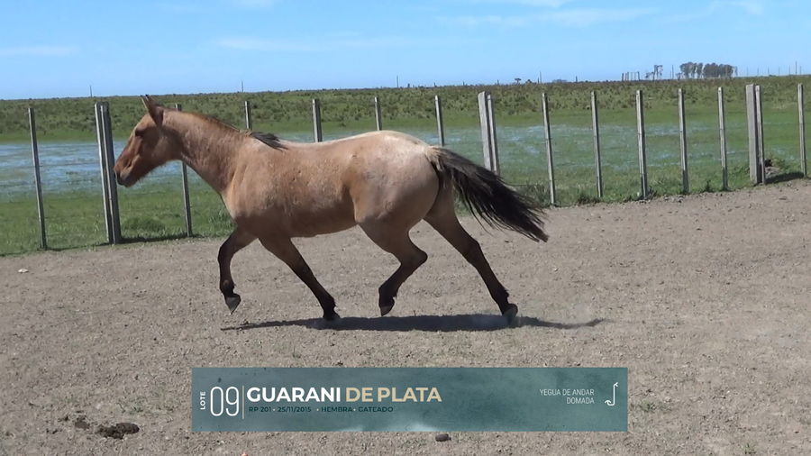 Lote Yeguarizos a remate en Criollos, Montevideo