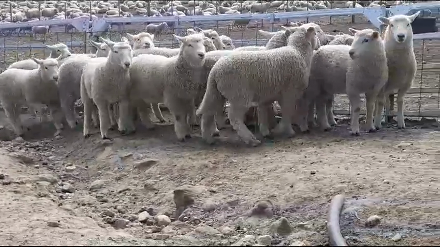 Lote (Vendido)20 Corderos HIGHLANDER a remate en #37 Pantalla Carmelo 28kg -  en BARKER