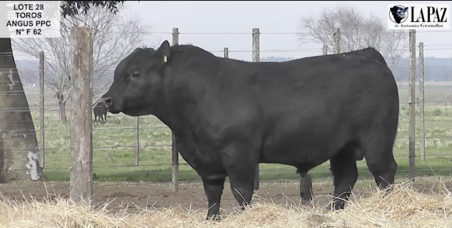 Lote TOROS PUROS POR CRUZA
