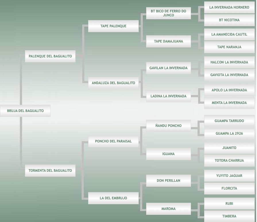 Lote Bruja Del Bagualito