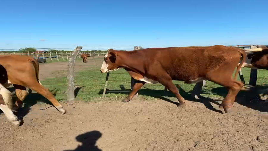 Lote 50 Novillitos en Corrientes, Mercedes