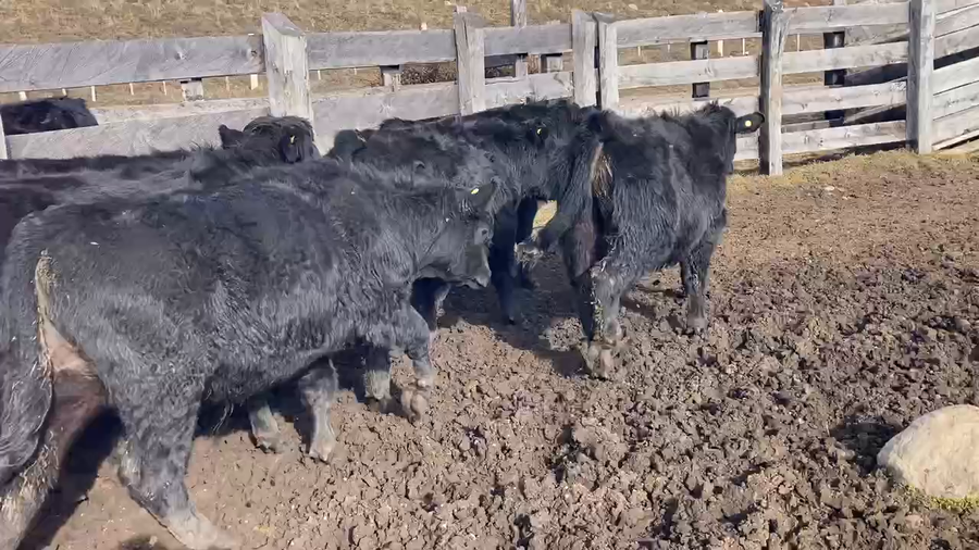 Lote 18 Ternero en Coyhaique, XI Región Aysén