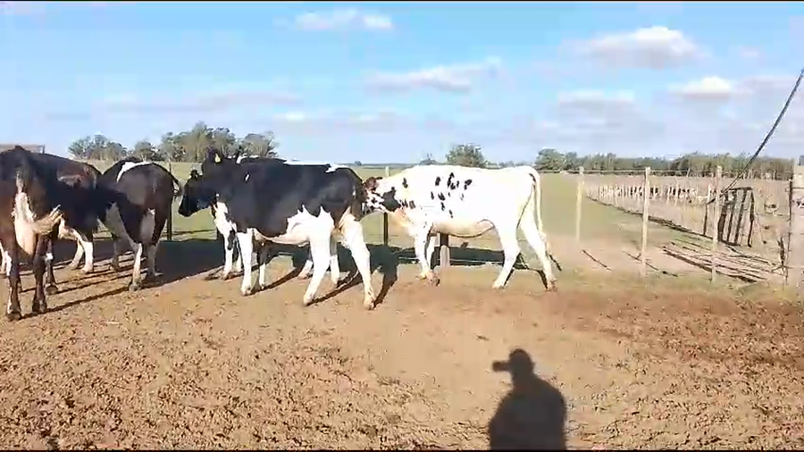 Lote vacas vaq hol 8 (4 vacas - 4 vaquillonas)