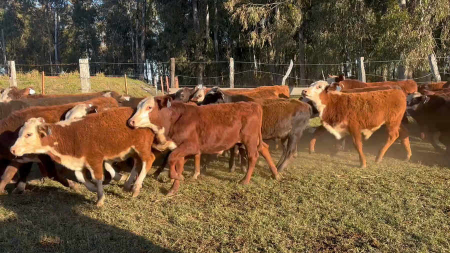 Lote 78 Terneros en Corrientes, Santo Tomé