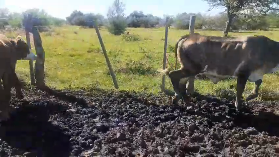 Lote 45 Novillos en Corrientes, Curuzu Cuatia