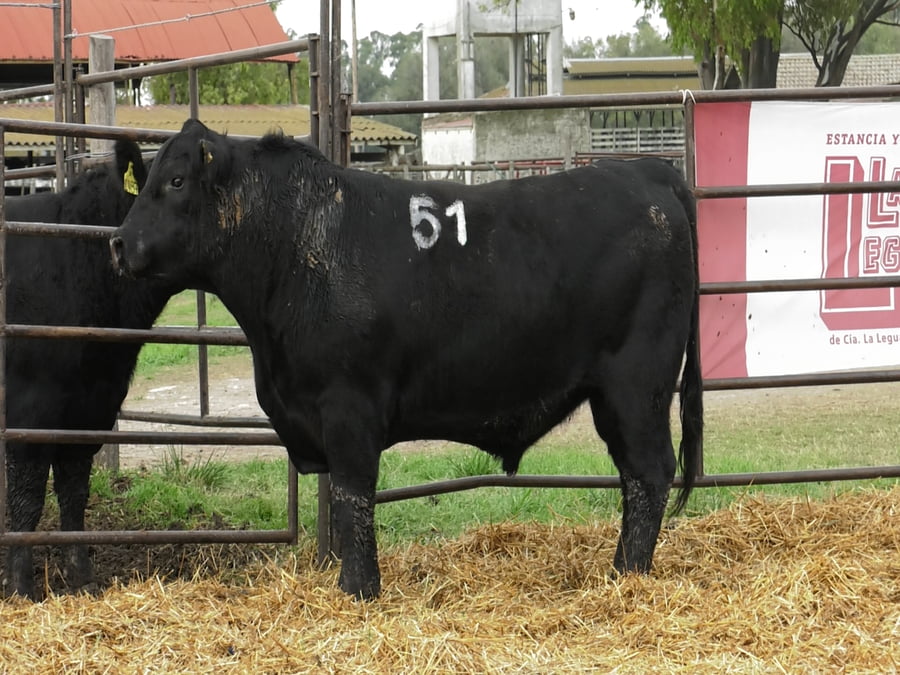 Lote TOROS ANGUS NEGROS PC