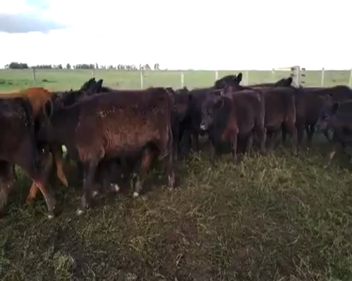 Lote 23 Terneras en RAUCH, Buenos Aires