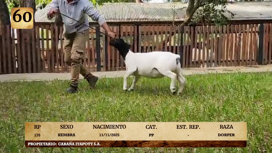 Lote LOTE 60