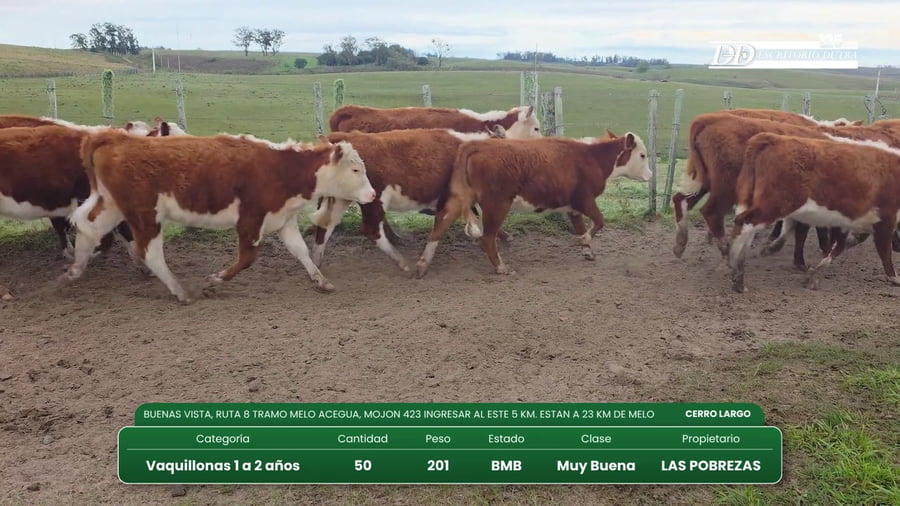Lote (Vendido)50 Vaquillonas 1 a 2 años a remate en Vientres Kiyu  097 850 041 - 099 968 873 - 091 999 206 201kg - , Cerro Largo