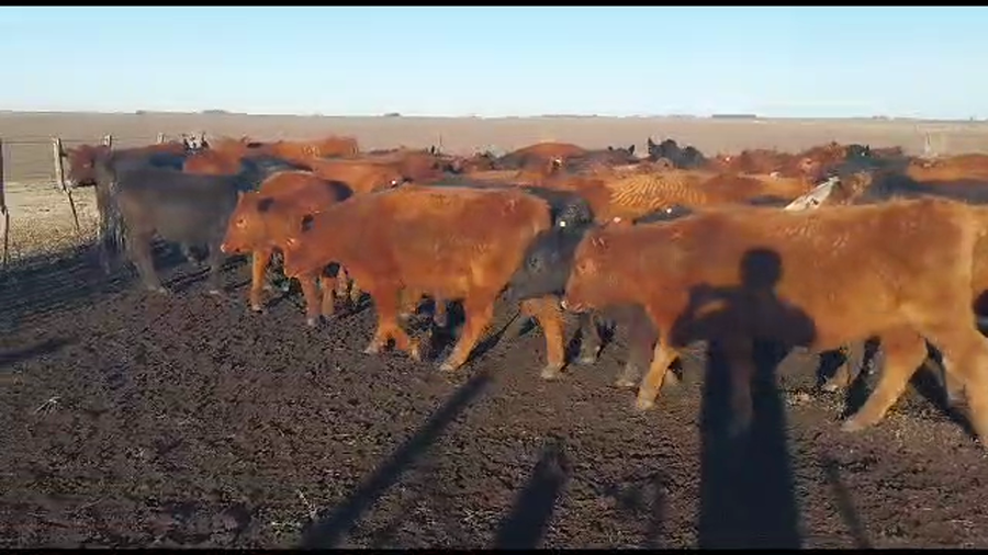 Lote 80 Terneras en arboledas, Buenos Aires