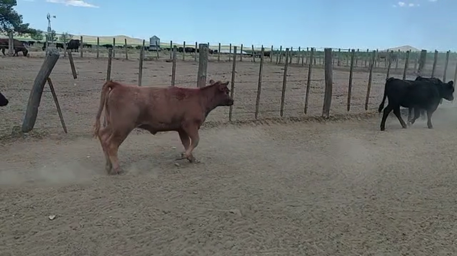 Lote 76 TERNERAS EN SIERRA DE LA VENTANA