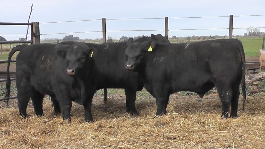 Lote TOROS PUROS POR CRUZA