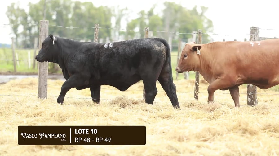 Lote TERNERAS BRANGUS PPI