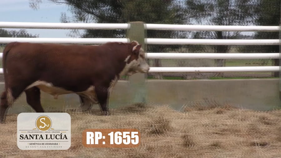 Lote Hereford