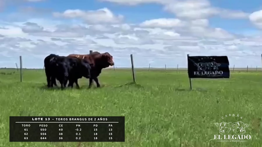 Lote Toro Brangus de 2 años