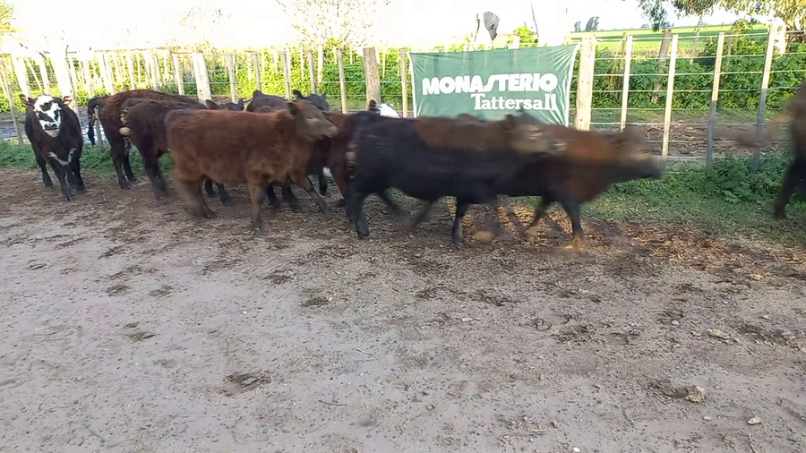 Lote 15 Terneros/as en Daireaux