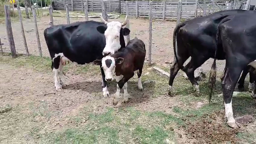 Lote 6 Piezas de cría a remate en Pantalla Camy, San José