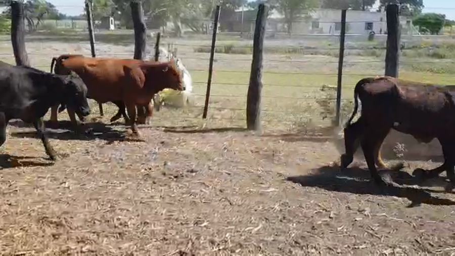 Lote 80 Terneros en Villa Ángela, Chaco