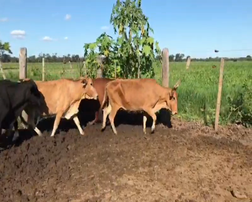 Lote 50 Vacas nuevas en Tres Isletas, Chaco