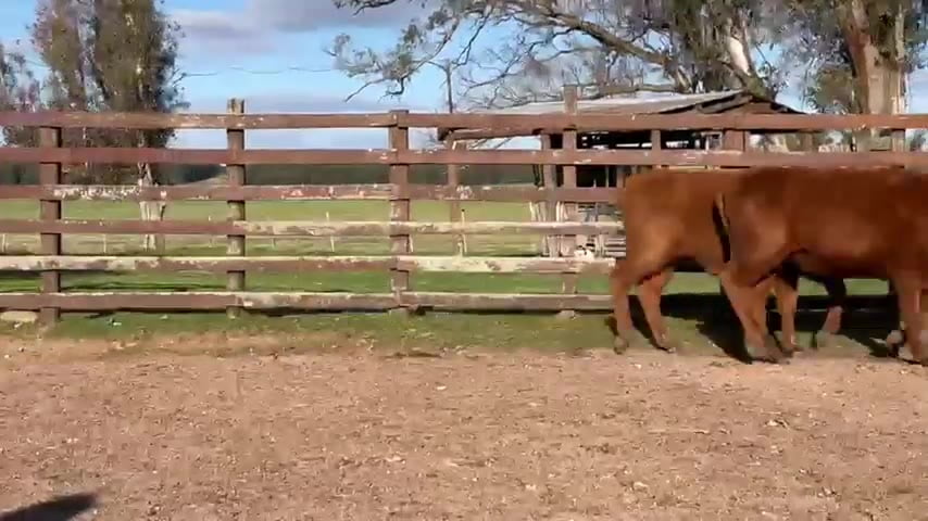 Lote 10 Vaquillonas  a remate en Toros Para Vaquillonas, Durazno