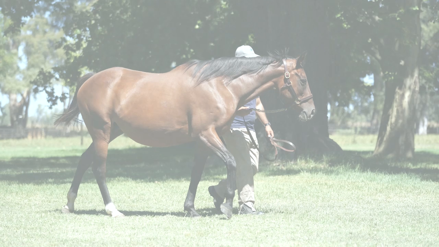 Lote SANTIFICADA (A LITTLE WARM -  SARASOTA) preñez de GIDU