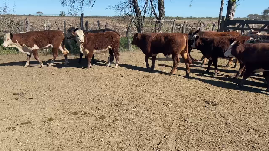 Lote 90 Terneros/as en Maciá, Entre Ríos