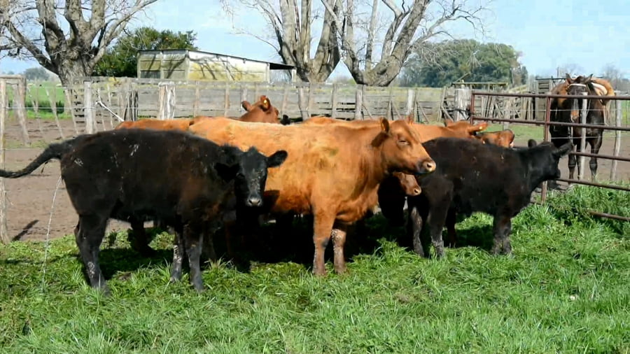 Lote Vaquillonas Puras Controladas paridas y c/servicio