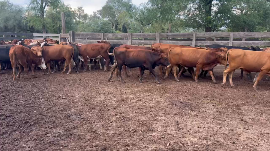 Lote 85 Novillitos en Juan José Castelli, Chaco