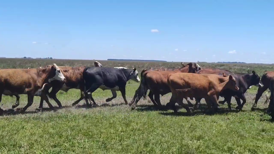 Lote 80 Novillos en Corrientes, Estación Torrent