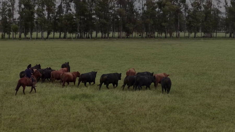 Lote Lote 14 Vacas Pi Coloradas