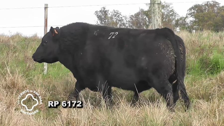 Lote Toro Aberdeen Angus SA de 3 años