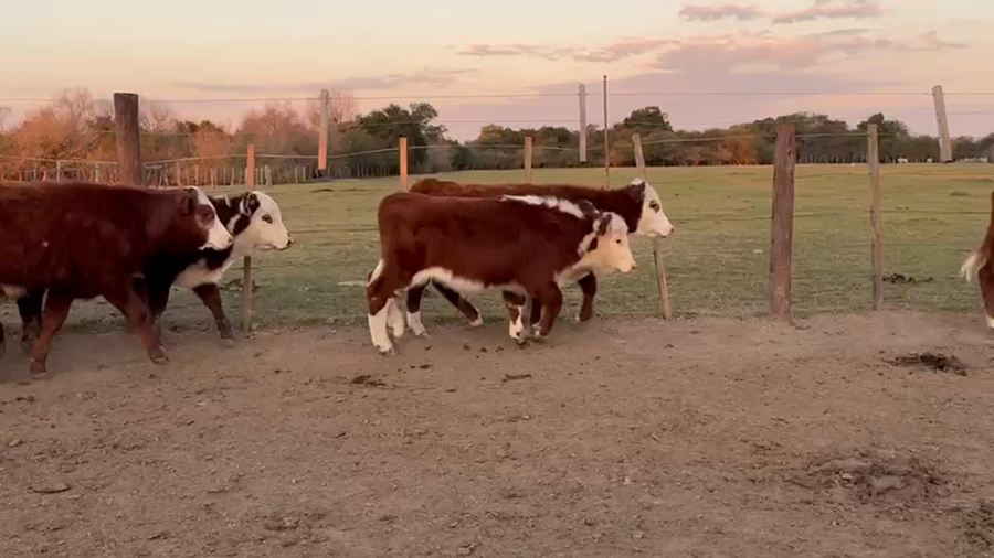 Lote 165 Terneras