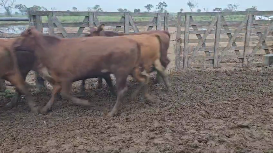 Lote 160 Novillos en Bandera, Santiago del Estero