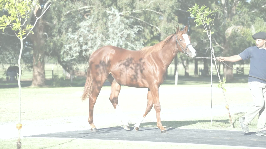 Lote GODDAUGHTER (DADDY LONG LEGS -  LA AHIJADA  por  Exchange Rate)