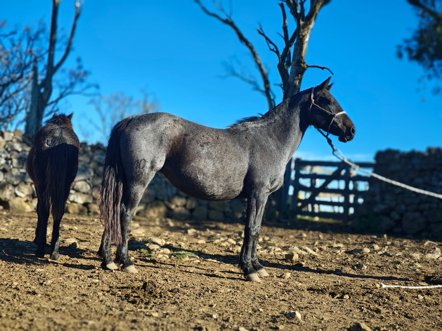 Lote DON SALVADOR LA 105