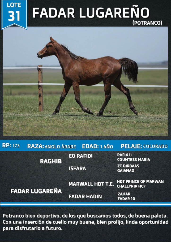 Lote FADAR LUGAREÑO