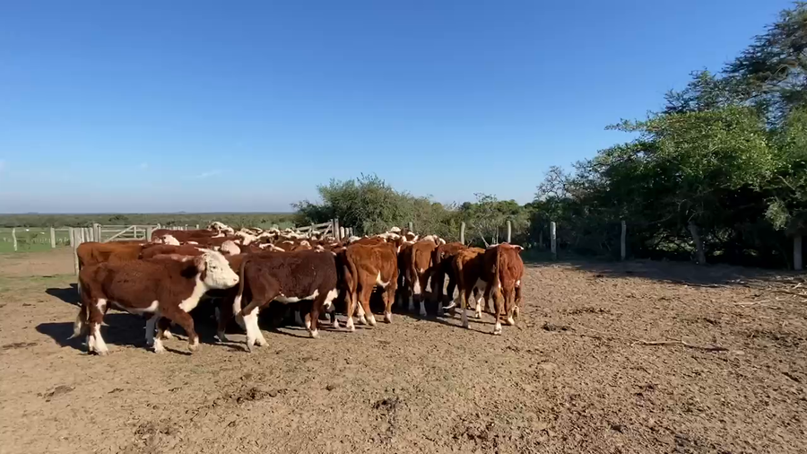 Lote 45 Novillos en Esquina, Corrientes