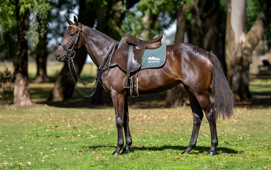 Lote DON ERCOLE CROSSROAD