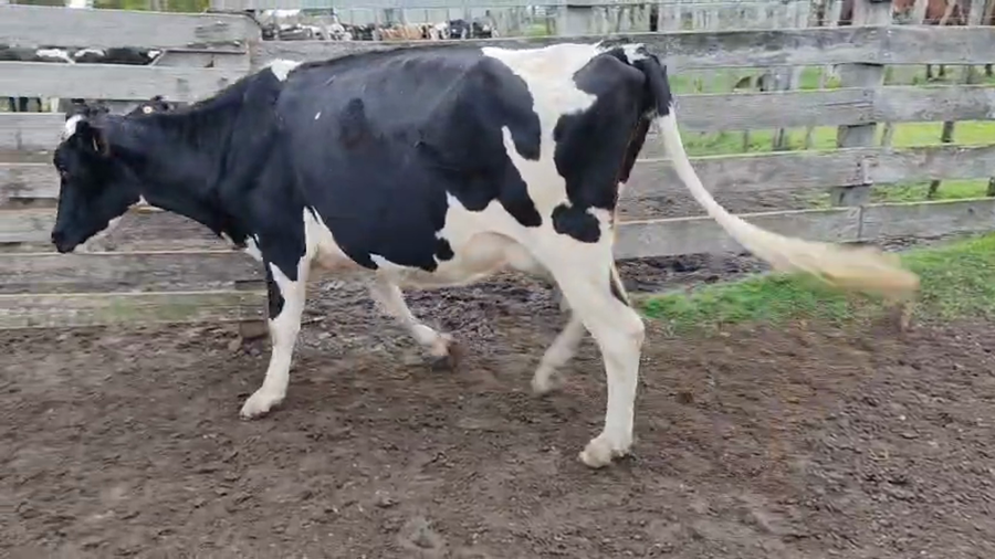 Lote Vaca a remate en Pantalla Camy 550kg - , San José