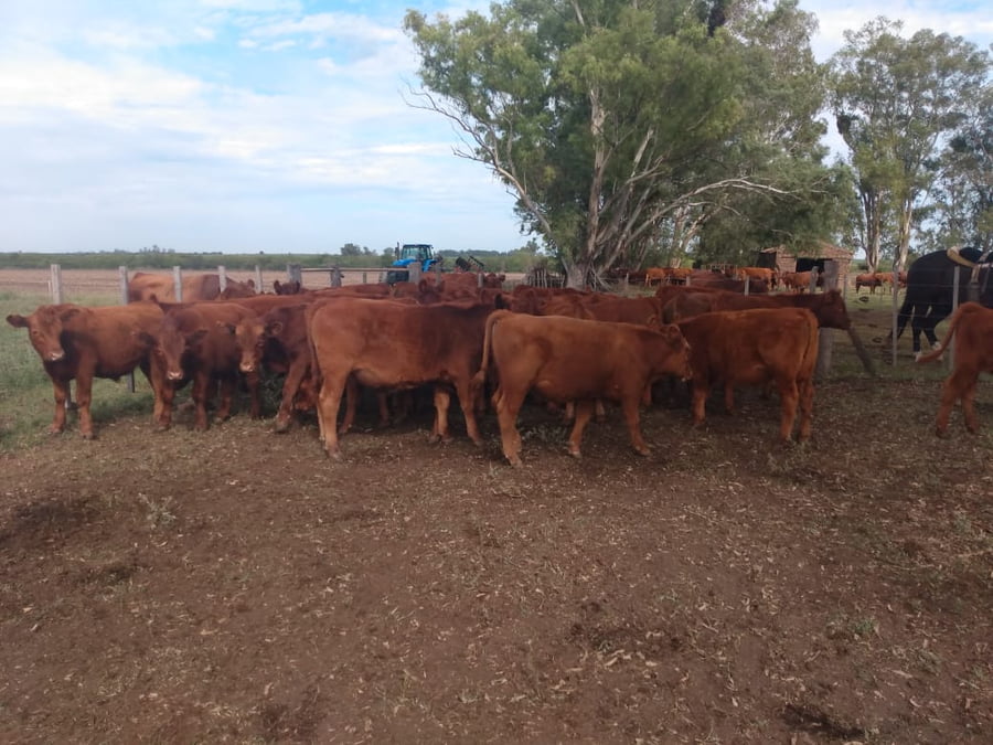 Lote SAENZ VALIENTE, BULLRICH Y Cia. S.A.